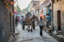 camel pulling a wagon in Mandawa, India 