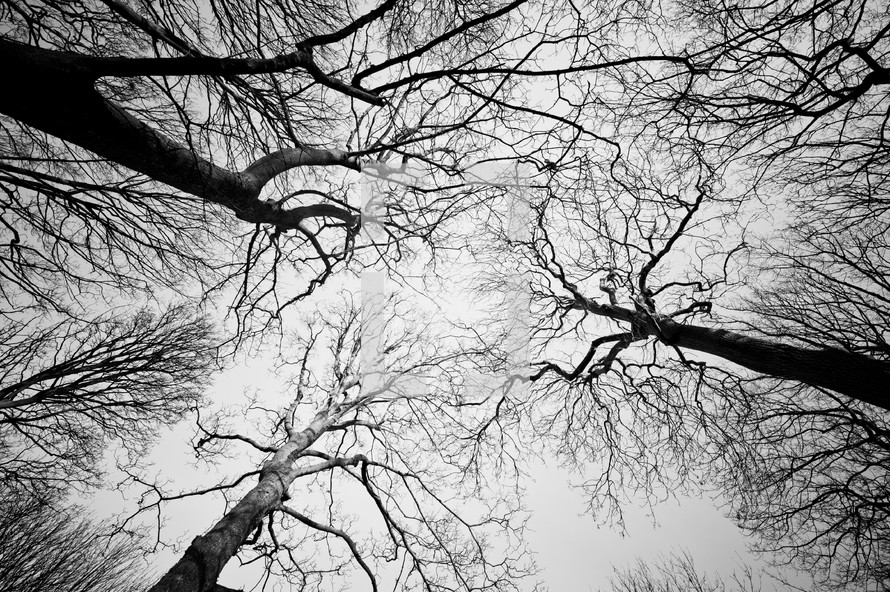 looking up at bare winter trees
