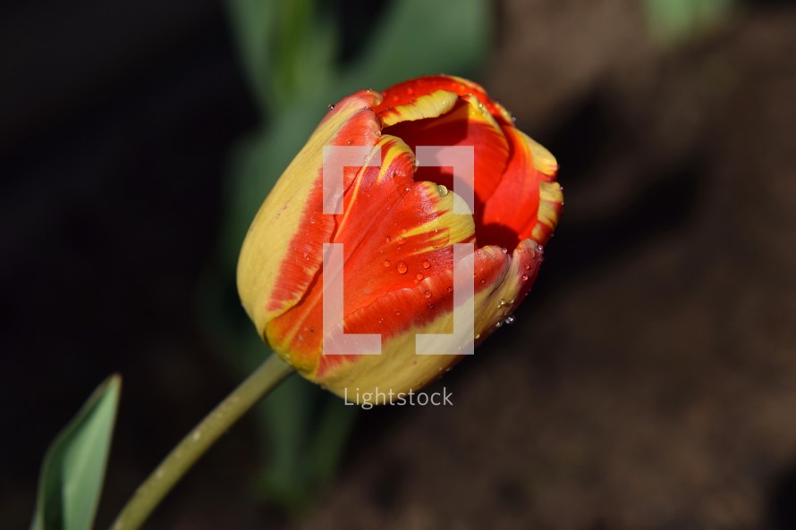 Red and yellow tulip starting to open in the sun with water droplets