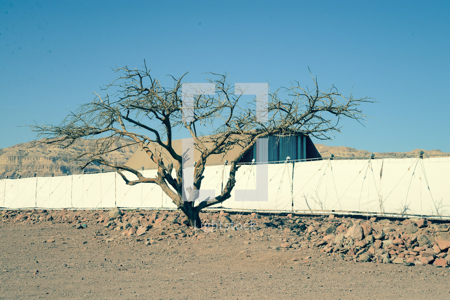 An Acacia tree form which the Tabernacle and its vessels were made. Standing in front of  the full scale model of the Tabernacle in the Timna valley, in southern Israel. Next to the Sinai desert, where the people of Israel were wandering for 40 years.