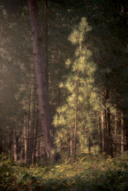 sunlight shining on a pine tree in a forest 