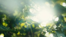 Tropical trees and plant life in the rainforest jungles of Costa Rica