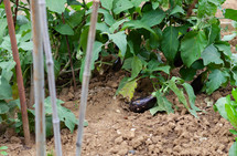 Eggplant growing on vine in dirt