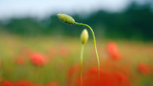 A beautiful green bulb poppy flower. Macro Shot
