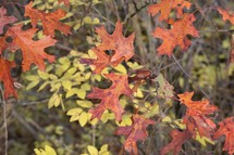 Fall leaves from different trees