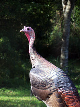 An up-close portrait of a young male Turkey grazing near the woods just around Thanksgiving time. Here you can see the detail in his feathers as they start to take on a bronze and gold color along the edges.  Turkeys and Thanksgiving seem to go together as far as American traditions and holidays but these animals are smart, curious and even make great pets when they become used to human companionship. They can even be very protective of their human friends and be very loyal just like a dog to its human companion. 