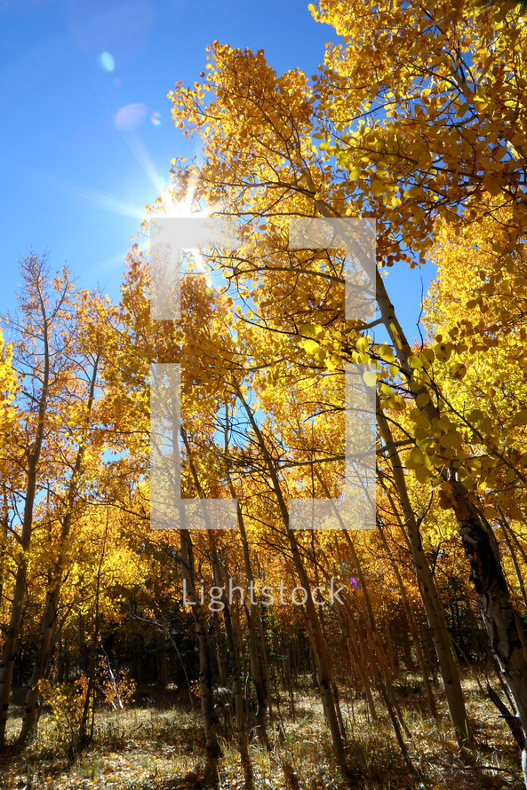 sunlight over yellow leaves on fall trees in a forest 