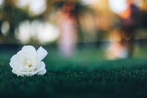 white flower on grass 