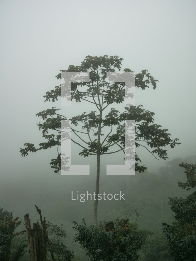 fog over trees in a forest in Honduras 