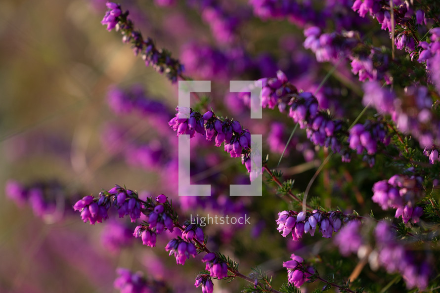 Small purple flowering plant
