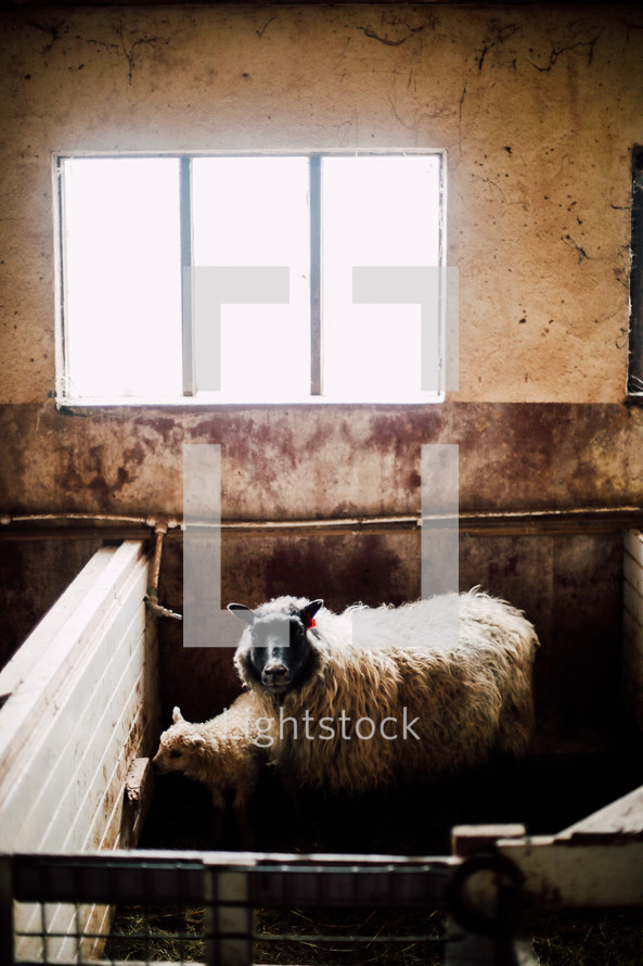 sheep in a barn 