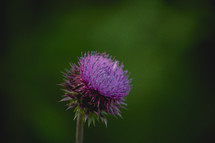 Purple thistle flower