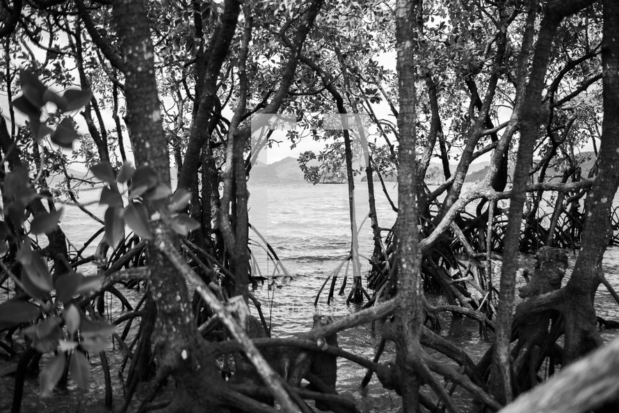 mangrove trees