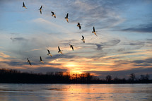 geese flying in a V at sunset 