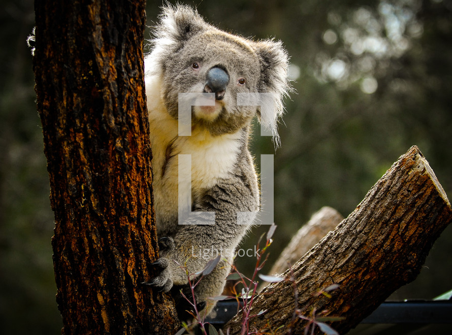 koala in a tree 