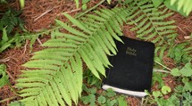 Black Bible surrounded by plants