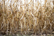 dried corn 