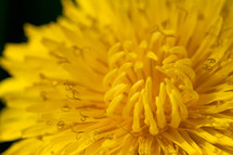 A yellow flower close 