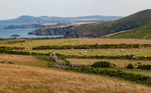 Scenic view of sheep in a field near coast land