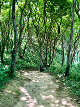 Path through green trees and plants 