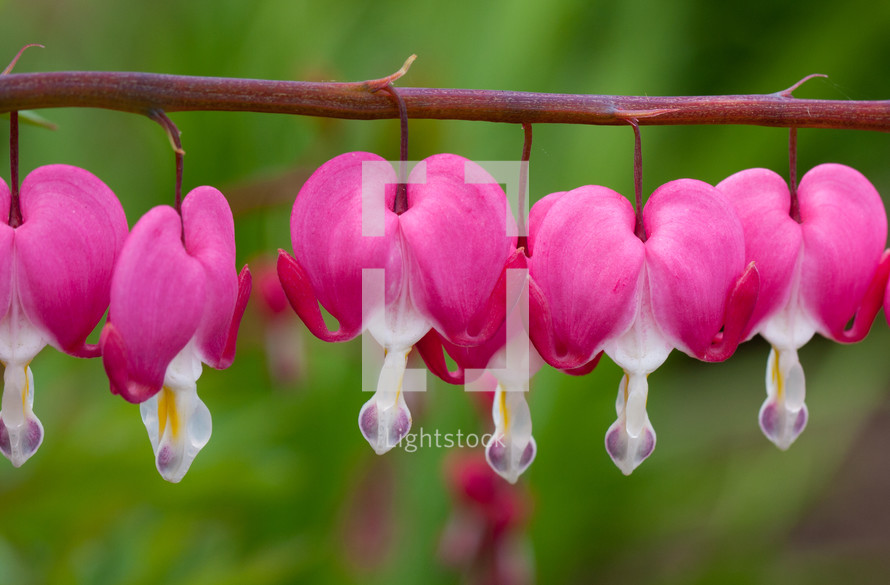 heart shaped pink flowers 