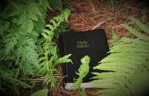Black Bible surrounded by plants