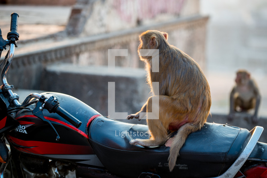 monkey on a motorcycle in India 
