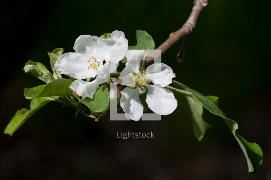 blooms in a spring orchard