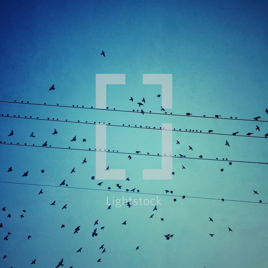 Birds sitting on power wires