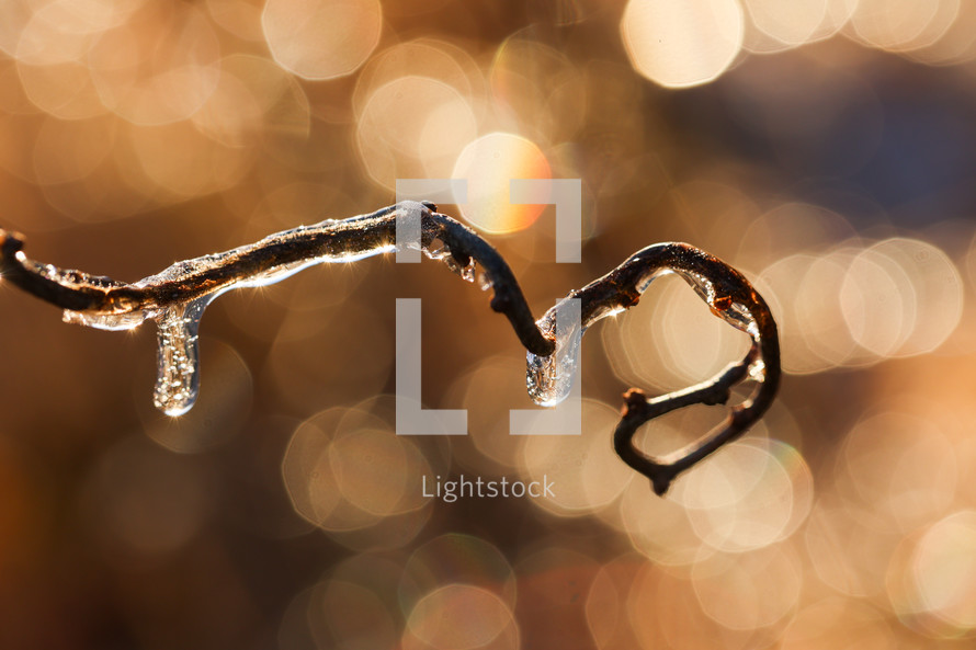 Water and ice drops on a branch with bokeh background