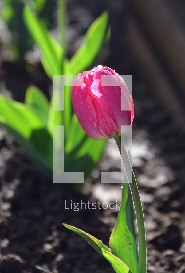 Pink Tulip with water droplets