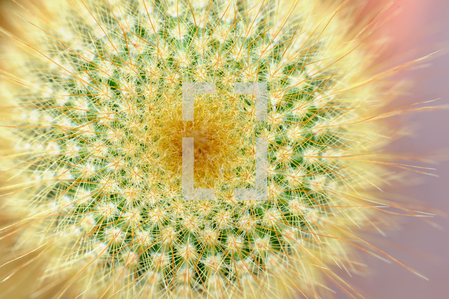 yellow tower cactus 