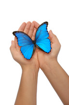 hands holding a butterfly 