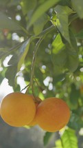 Fresh Orange Fruit Tree In Sicily Land