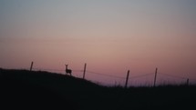 Silhouette Of Deer In The Sunrise