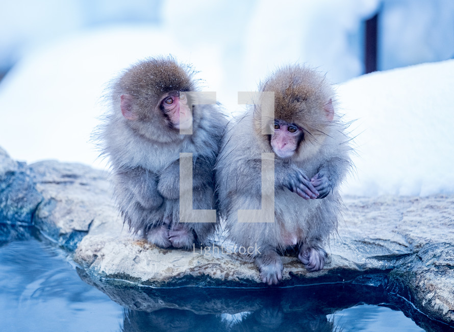 baby monkeys 