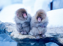 baby monkeys 