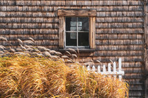 tall grasses in front of a window 