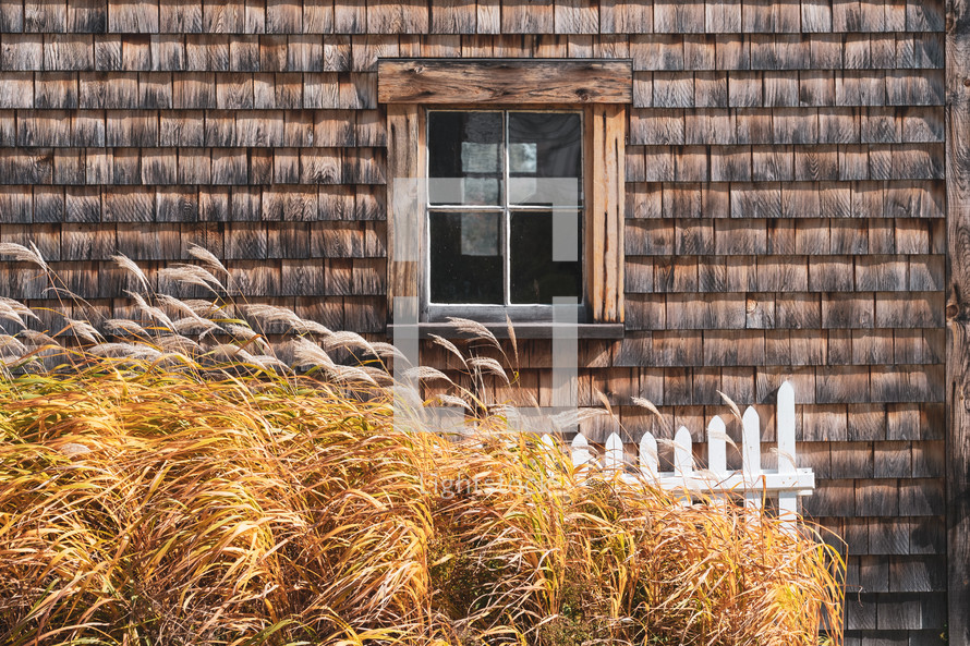 tall grasses in front of a window 