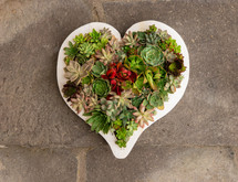 succulent plants in a heart shaped planter 