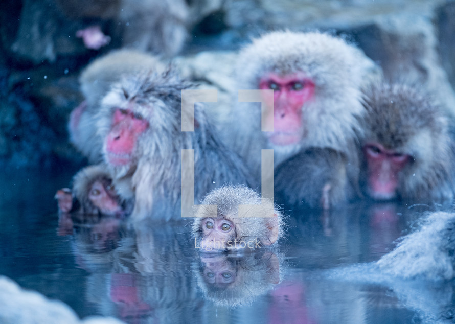 swimming monkeys 