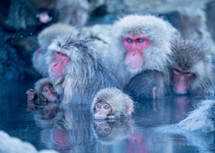 swimming monkeys 