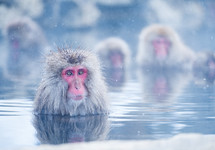 monkeys in a warm spring 