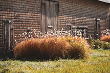 tall grasses in front of a barn 