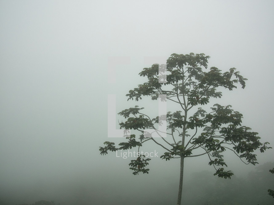 tree in dense fog in Honduras 