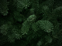 evergreen branches 