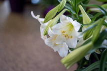 Easter Lillies 