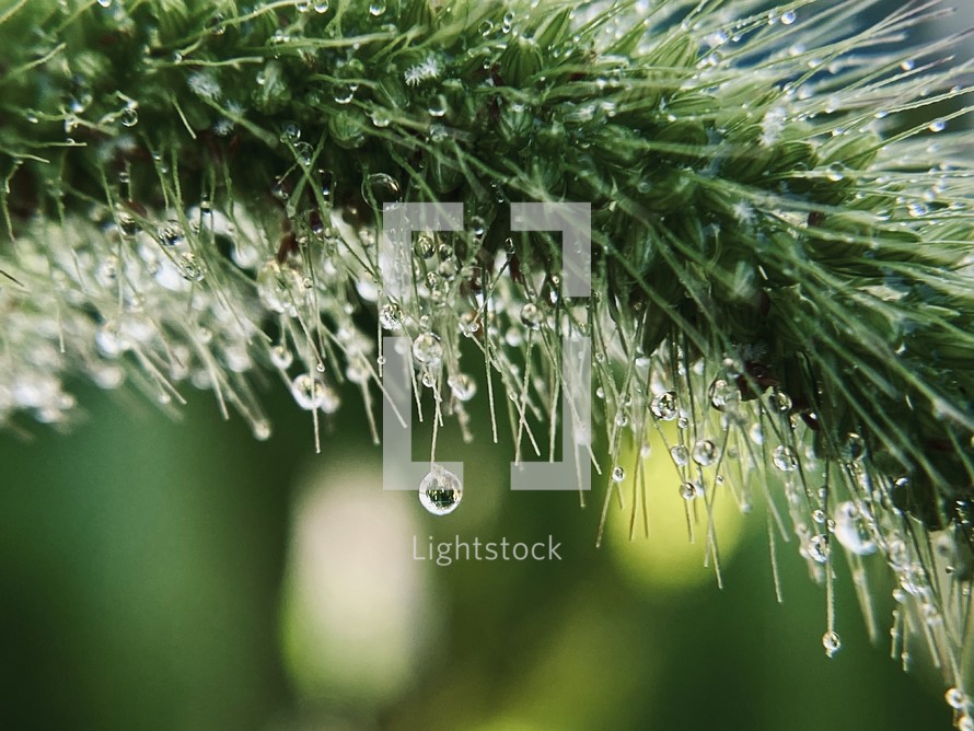 dew drops on a plant 