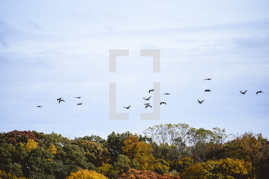 geese flying over tree tops 
