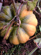 pumpkin growing on a vine 